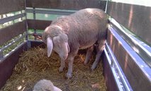 phoca-thumb-l-imag0071.jpg
