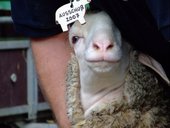 phoca-thumb-l-hammel10.jpg