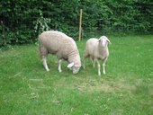 phoca-thumb-l-img-0734.jpg
